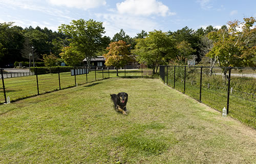 山中湖で体験や観光、ダラスヴィレッジのドッグラン